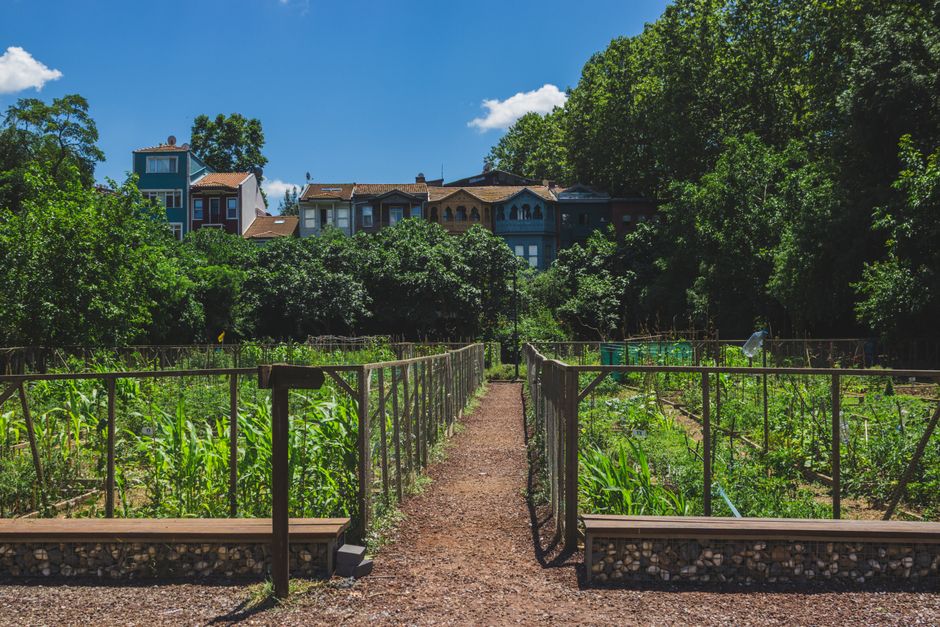 A view of an allotment garden under a bright blue sky with scattered white clouds, showing multiple rectangular planting beds arranged in straight lines. The beds contain a variety of young vegetables
