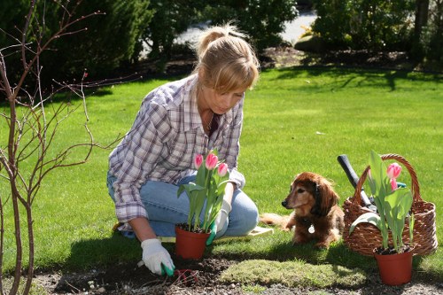 Seasonal lawn care in Anerley garden